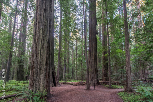 California, Humboldt Redwoods State Park, Founders Grove (Coast Redwood Sequoia sempervirens) photo