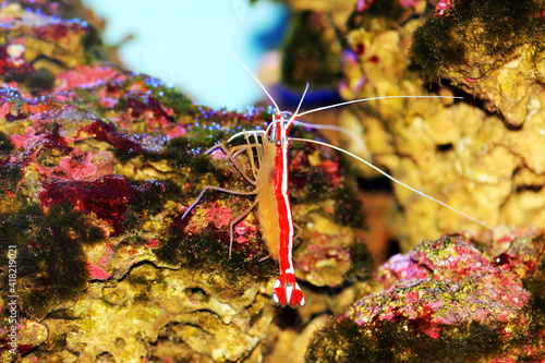 Skunk cleaner saltwater reef shrimp - Lysmata amboinensis