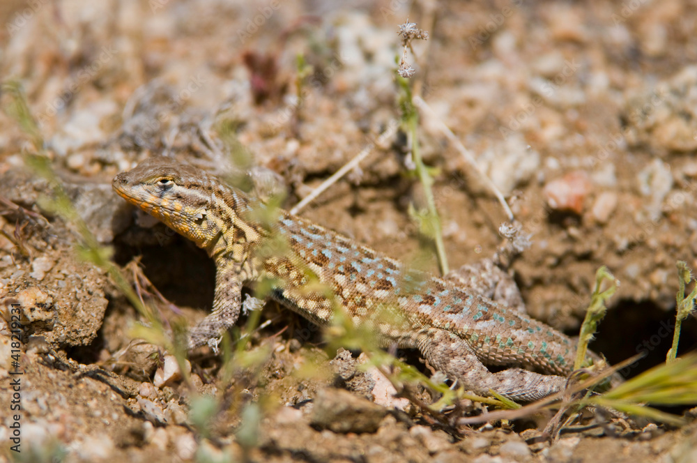 USA, CA, Antelope Valley. Desert Spiny Lizard(Sceloporus magister) mottled coloring provides camouflage. Mojave Desert. USA, CA, Antelope Valley. Desert Spiny Lizard(Sceloporus magister) mottled coloring provides camouflage. Mojave Desert.