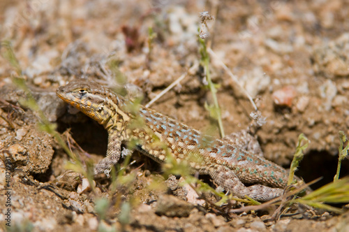 USA  CA  Antelope Valley. Desert Spiny Lizard Sceloporus magister  mottled coloring provides camouflage. Mojave Desert.