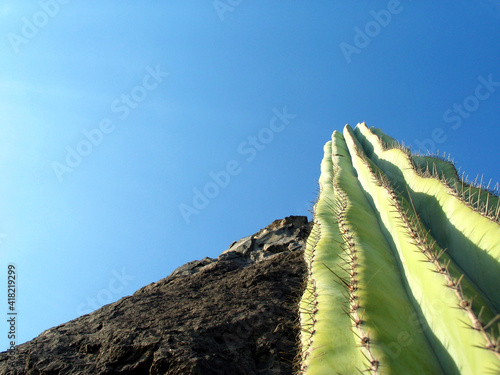 A green cactus and a black lava rock, low angle view with bold blue sky as a background. photo