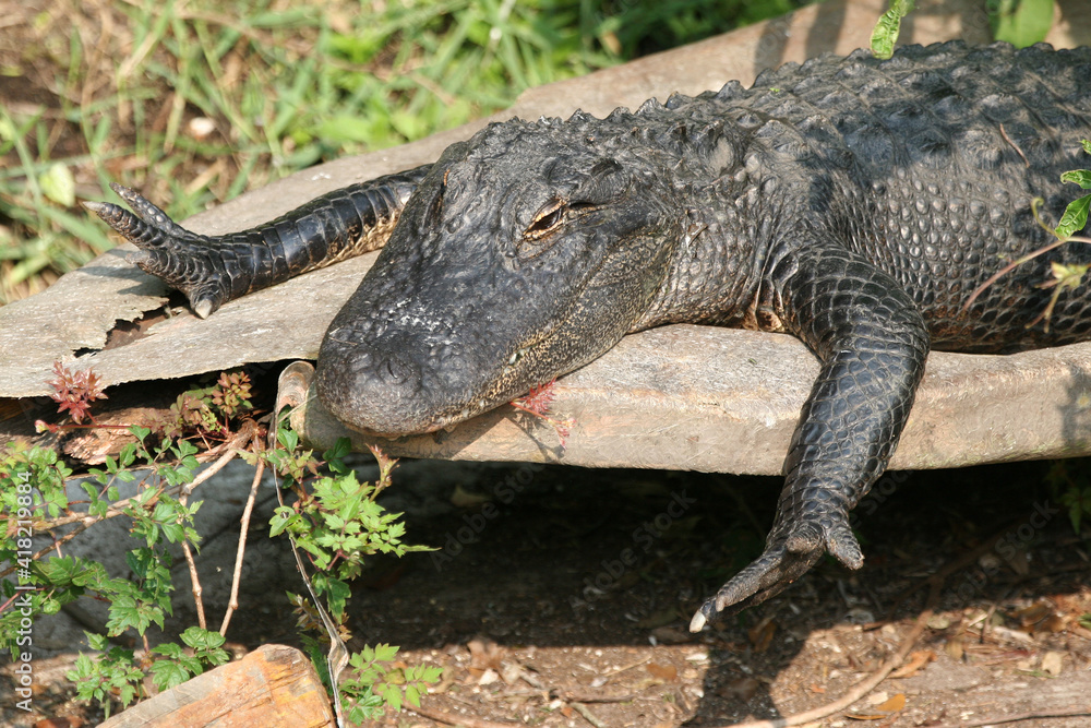 Fototapeta premium American Alligator - A. mississippiensis - warming in sun beside pond in Florida.