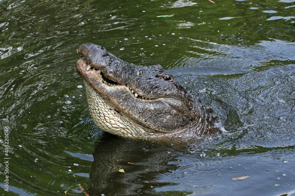 Fototapeta premium Large male American Alligator - Alligator mississippiensis - bellowing during mating season in Florida swamp.