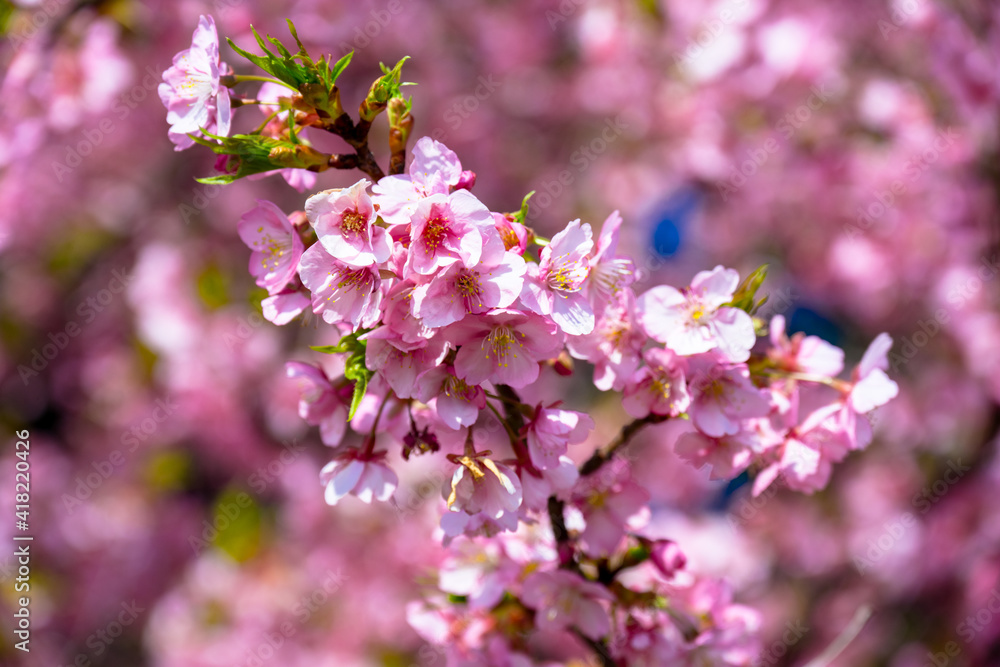豊前の河津桜 豊前の河津桜