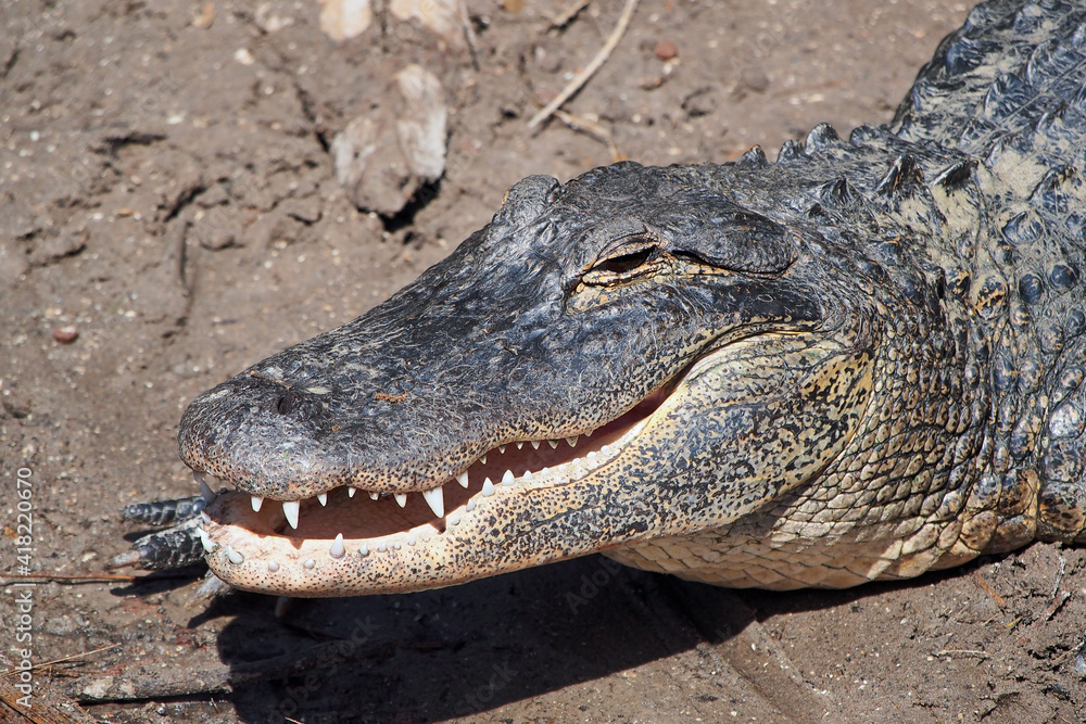 Smiling American Alligator - A. mississippiensis - sunning beside Florida swamp. Smiling American Alligator - A. mississippiensis - sunning beside Florida swamp.