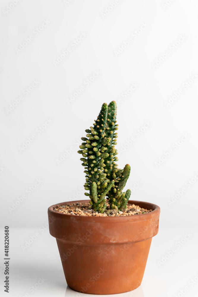 Unique Looking Austro Opuntia Monacantha Cactus in Terracotta Pot Unique Looking Austro Opuntia Monacantha Cactus in Terracotta Pot