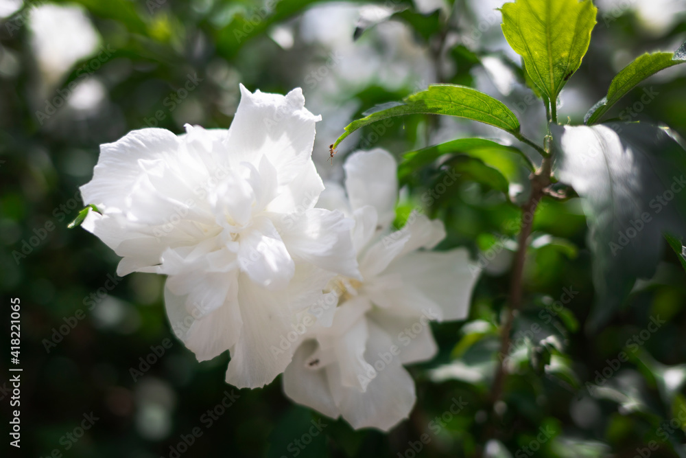 Obraz premium white flower with ants