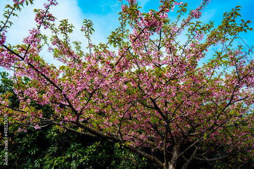Wallpaper Mural 津久見の河津桜 Torontodigital.ca