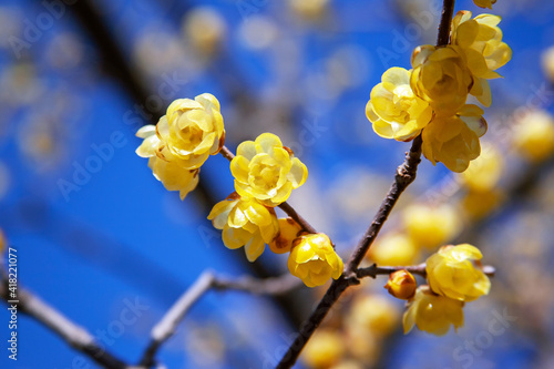 ロウ梅　府中郷土の森公園｜小さなロウ梅（蝋梅）の黄色く艷やかに輝く花
の色と香りに心が癒やされました photo