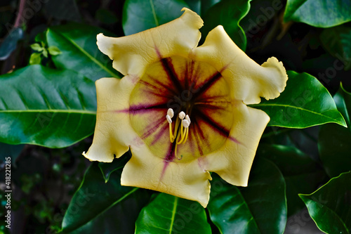 Wide open flower of chalice vine (cup of gold plant), (Solandra grandiflora), dark chalice leaves in background. photo