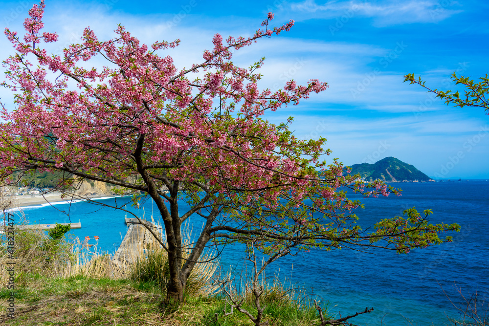 津久見の河津桜