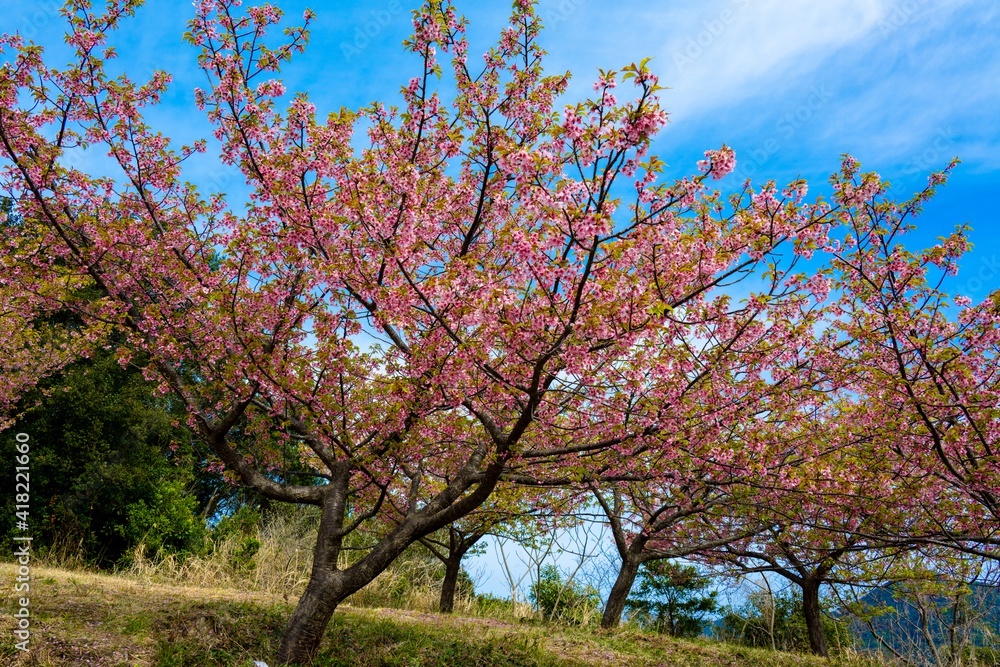 津久見の河津桜
