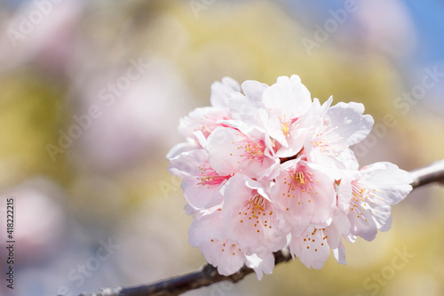 若葉を背景に咲き始めた桜の花