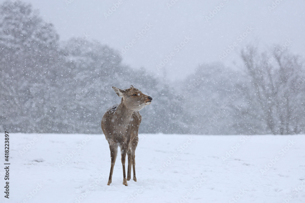 奈良公園 鹿 冬 降雪 奈良公園 鹿 冬 降雪