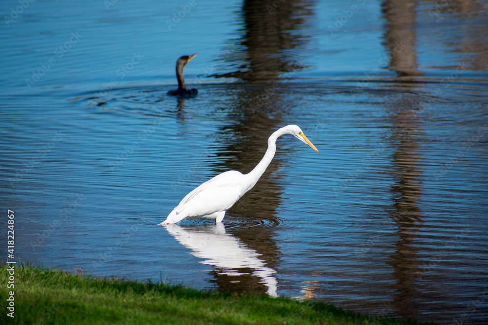 Obraz premium Great white egret wading in shallow water and hunting for food near the shore. Blurred dark, bird in background.