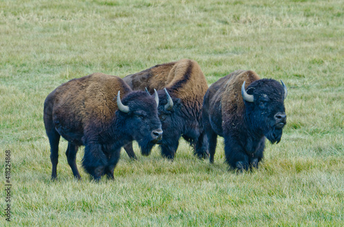 USA, Colorado, Cortez. Trail Canyon bison herd.