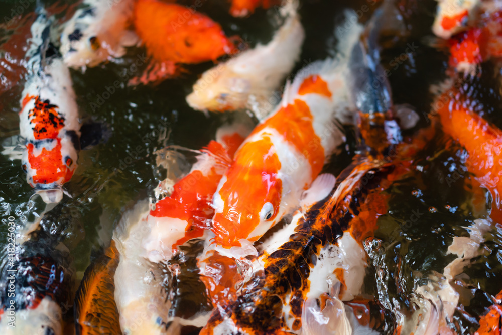 Koi fish or carp fish swimming in pond Koi fish or carp fish swimming in pond