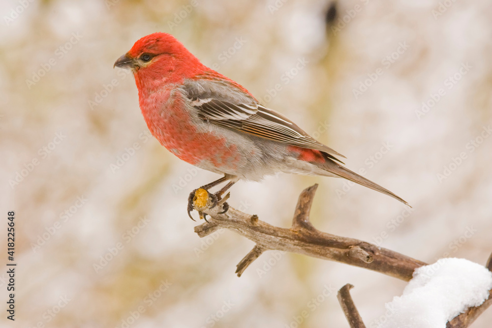 USA, Colorado, Frisco. Male pine grosbeak perched on limb. USA, Colorado, Frisco. Male pine grosbeak perched on limb.