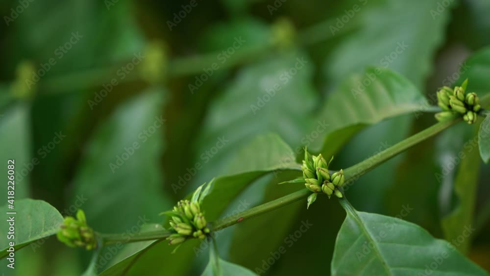 Coffee blossom on green nature bokeh, Coffee blossom on Coffee tree in Organic Farm. Coffee blossom on green nature bokeh, Coffee blossom on Coffee tree in Organic Farm.