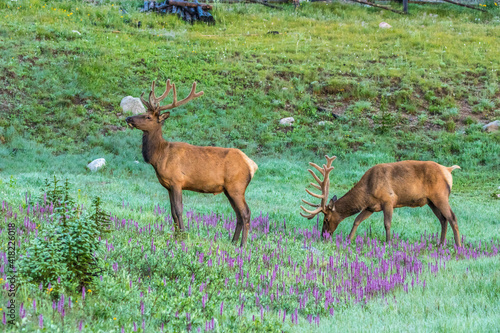 USA, Colorado, Rocky Mountain National Park. Bull elks and little elephant's head flowers.