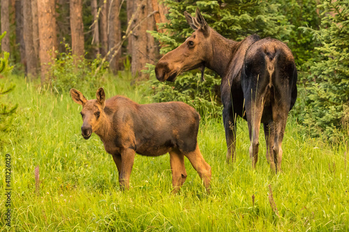 USA  Colorado  Rocky Mountain National Park. Cow moose and calf.