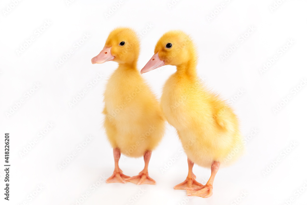 A pair of cute ducklings on an isolated white background A pair of cute ducklings on an isolated white background