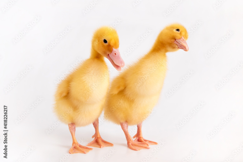 Two ducklings look interested on a white background.