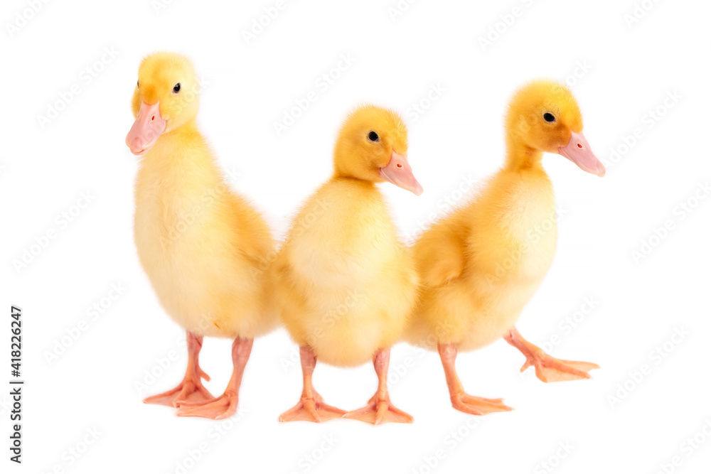 A group of three ducklings on a white isolated background.