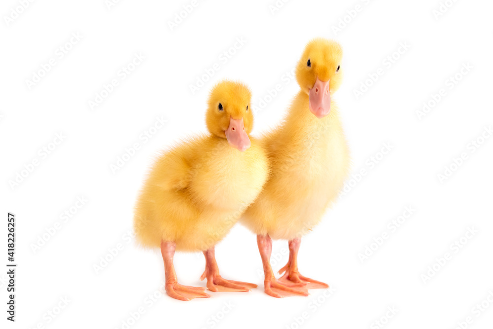 Two cute little ducklings on a white background. Two cute little ducklings on a white background.