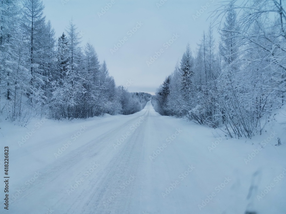 road in winter forest road in winter forest
