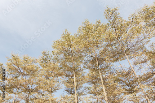 Madagascar Almond forest trees © ChenPG