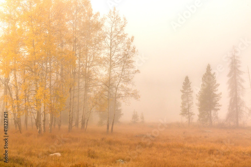 USA, Colorado, Rocky Mountain National Park. Foggy fall sunrise in forest.