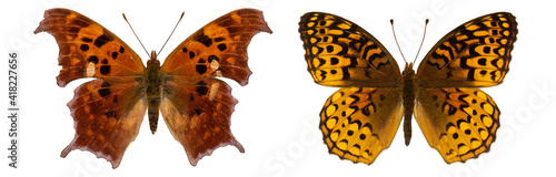 Polygonia comma isolated. Speyeria atlantis isolated. Speyeria cybele. mix set of beautiful butterflies on a white background. set of butterflies. butterfly isolated on white background.butterflies 