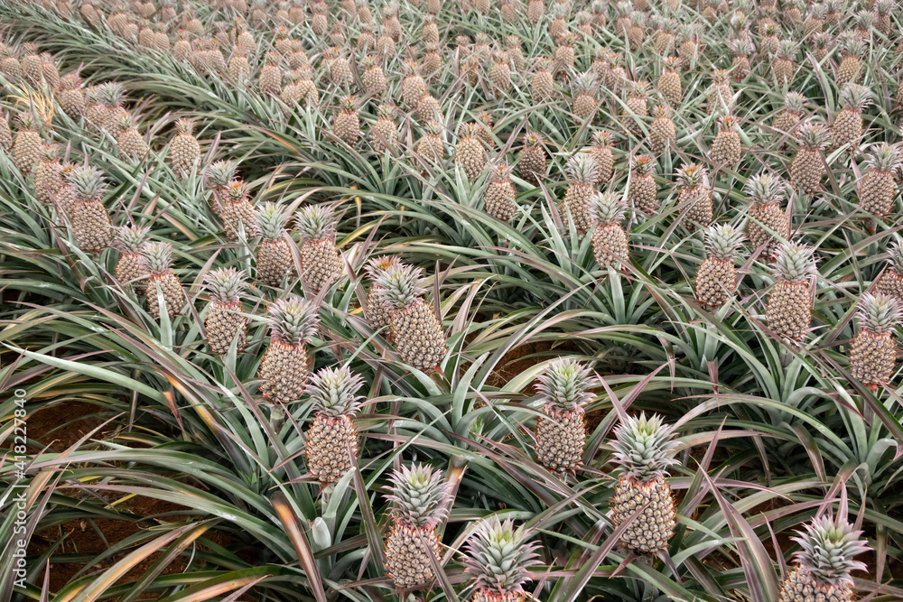 Fototapeta premium landscape of pineapple farm