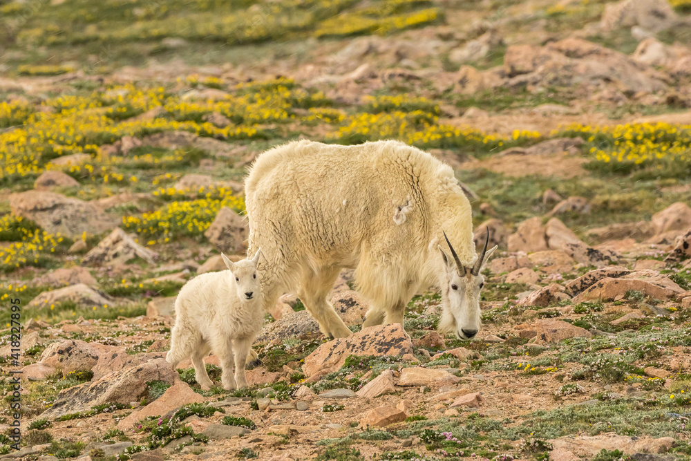 Fototapeta premium USA, Colorado, Mt. Evans. Mountain goat nanny and kid eating.
