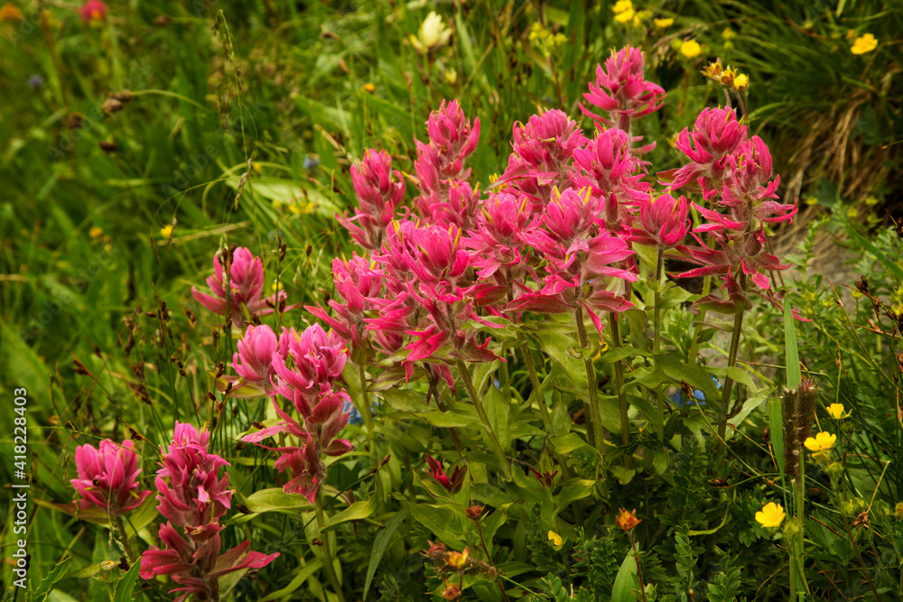 USA, Colorado, San Juan Mountains. Rosy paintbrush flowers in Yankee Boy Basin. USA, Colorado, San Juan Mountains. Rosy paintbrush flowers in Yankee Boy Basin.