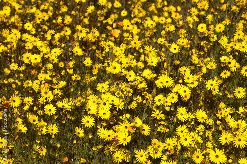 Spring Flower Display , Namaqualand, South Af
