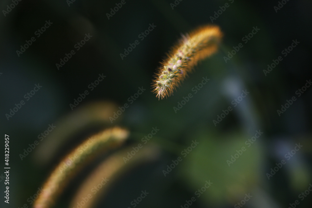 Obraz premium Grass In Evening Light