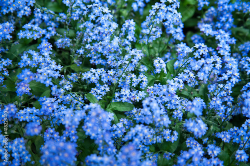 Forget-me-not Myosotis Sylvatica
