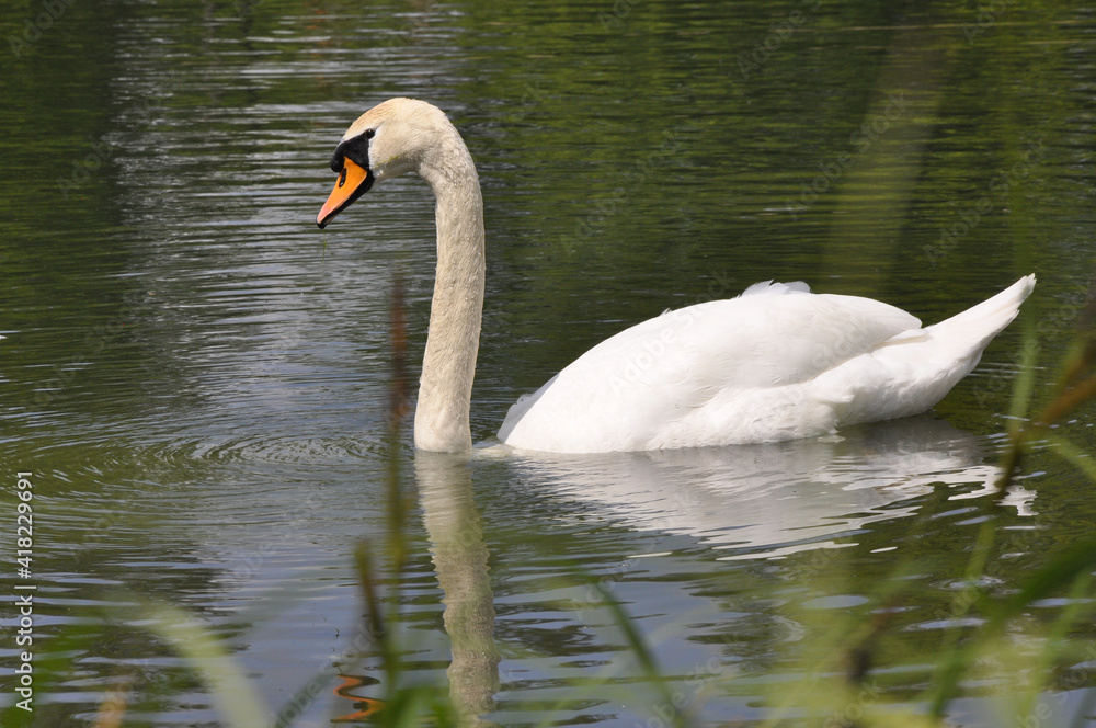 Fototapeta premium Swan