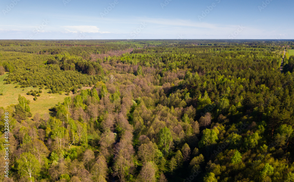 Aerial view of green woodland with conifers and leaved trees in springtime, central Russia