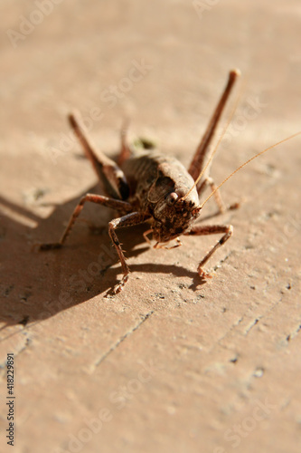 Grasshopper © Stockfotos