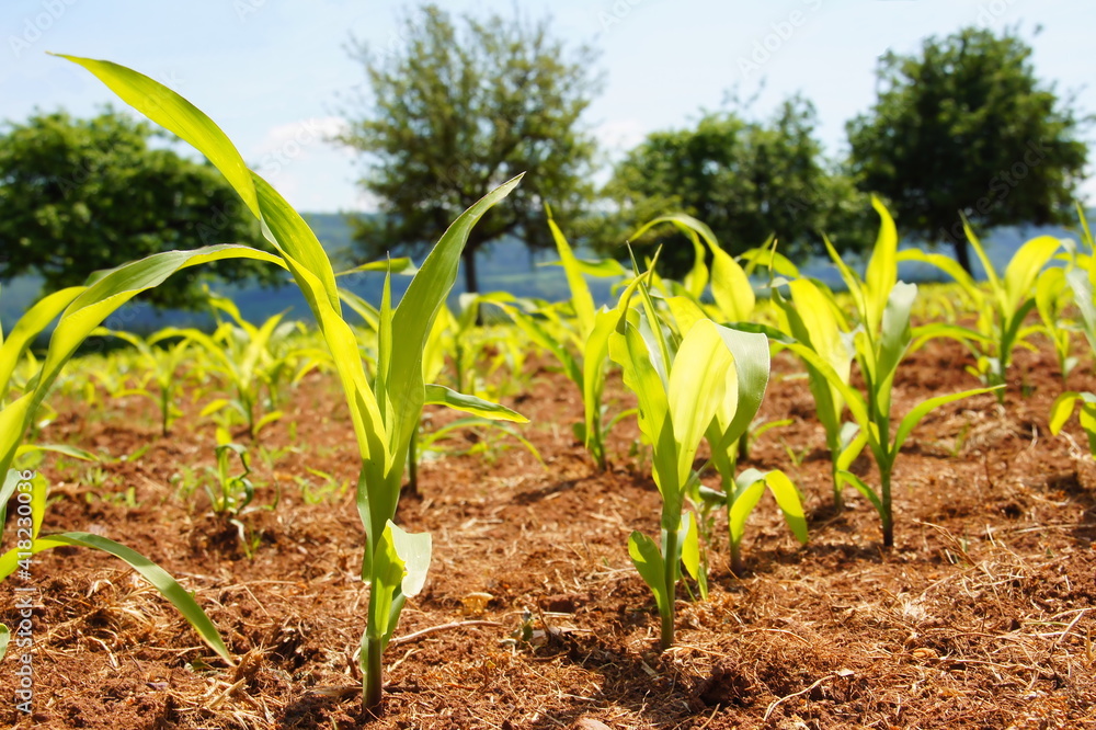 Young Green Corn In Red Ground Young Green Corn In Red Ground