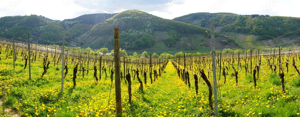 Vineyards In Springtime