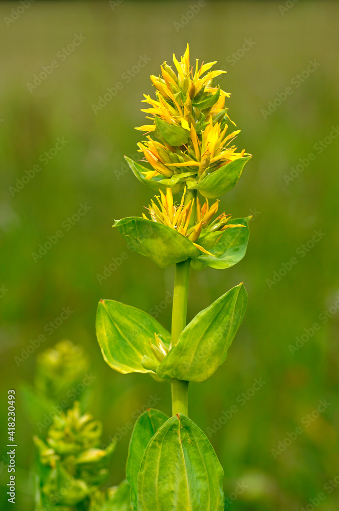 Great Yellow Gentian, Gentiana Lutea, Gentianaceae