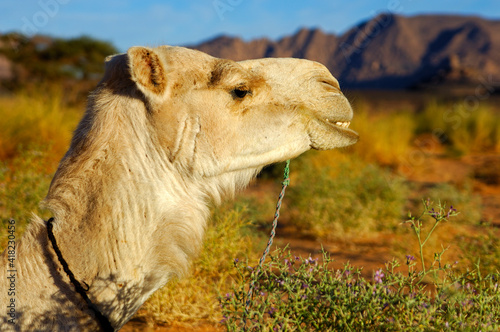 Billede på lærred Portrait Of A White Mehari Riding Camel Of The Tuareg People, Acacus Mountains,