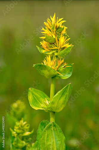 Obraz na płótnie Great Yellow Gentian, Gentiana Lutea, Gentianaceae w salonie