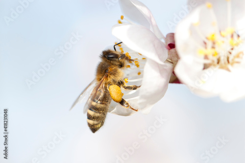 Closeup Of A Bumble Bee Perched On A White Spring Blossom © Stockfotos