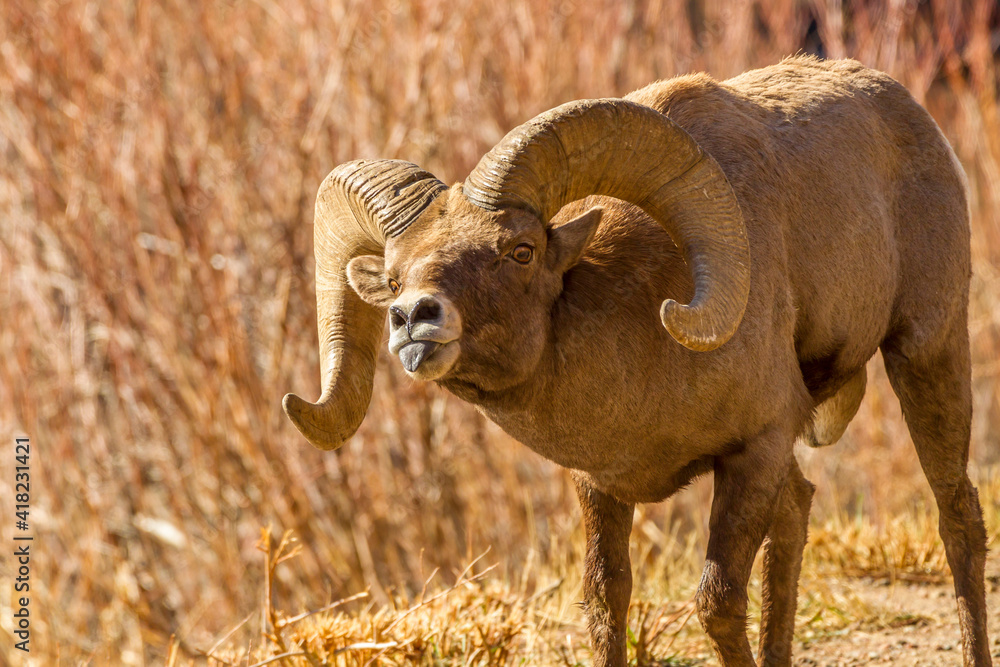 Obraz premium USA, Colorado, Waterton Canyon. bighorn sheep ram making flehmen mating display.