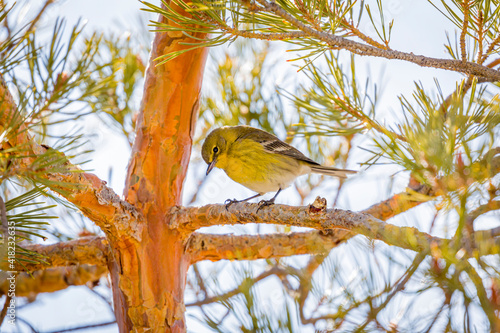 USA, Colorado, Ft. Collins. Male pine warbler in tree. photo